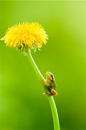 flower funny - Frog on a Dandelion flower Stock Photo - Premium Royalty-Free, Code: 622-06842061
