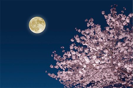 Moon and cherry blossoms Foto de stock - Sin royalties Premium, Código: 622-06842079