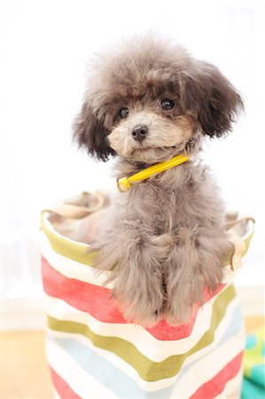 simsearch:622-06900373,k - Toy poodle Stock Photo - Premium Royalty-Free, Code: 622-06842116