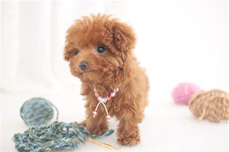 Toy poodle Stock Photo - Premium Royalty-Free, Code: 622-06842229