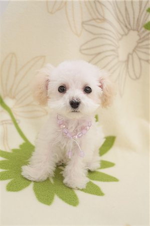 pattern background cute - Toy poodle Stock Photo - Premium Royalty-Free, Code: 622-06842230