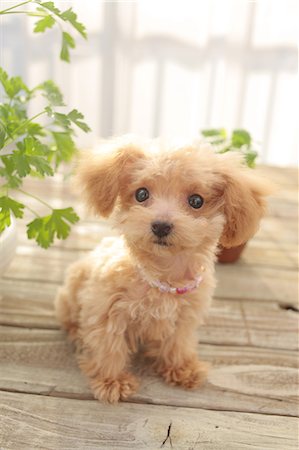 pot light - Toy poodle Stock Photo - Premium Royalty-Free, Code: 622-06842231