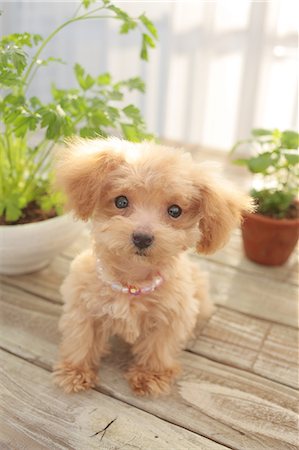 pot light - Toy poodle Stock Photo - Premium Royalty-Free, Code: 622-06842232