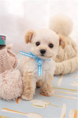 dog inside winter - Toy poodle Stock Photo - Premium Royalty-Free, Code: 622-06842257