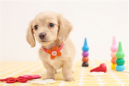 simsearch:622-06842280,k - Miniature dachshund Stock Photo - Premium Royalty-Free, Code: 622-06842258