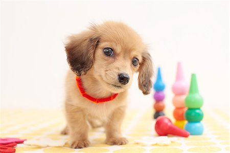 dachshund - Miniature dachshund Stock Photo - Premium Royalty-Free, Code: 622-06842259