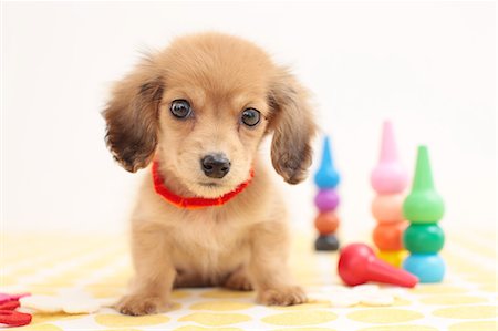 dachshund - Miniature dachshund Stock Photo - Premium Royalty-Free, Code: 622-06842260