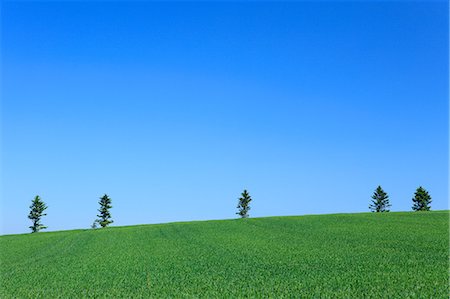 simsearch:622-06842402,k - Wheat field trees and sky, Hokkaido Foto de stock - Sin royalties Premium, Código: 622-06842398