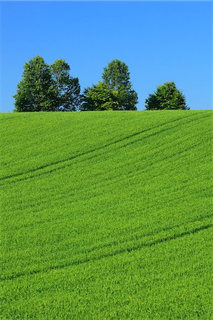 simsearch:622-06842402,k - Wheat field trees and sky, Hokkaido Foto de stock - Sin royalties Premium, Código: 622-06842436