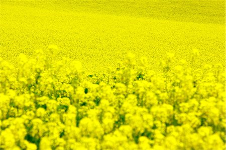 swarm - Field mustard, Hokkaido Stock Photo - Premium Royalty-Free, Code: 622-06842439