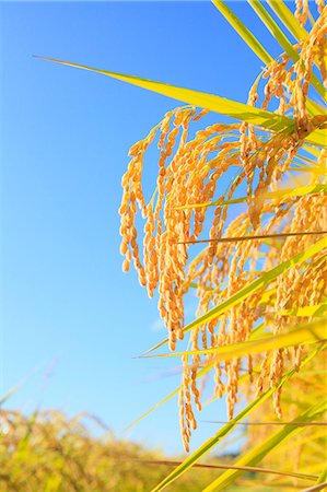 Rice ears Stock Photo - Premium Royalty-Free, Code: 622-06842576