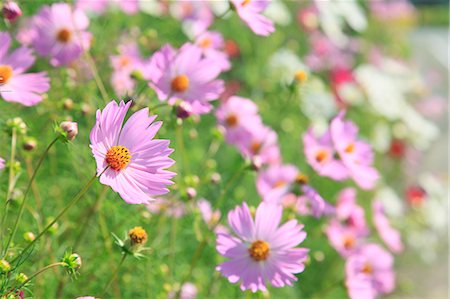 red flowers in the garden - Cosmos Stock Photo - Premium Royalty-Free, Code: 622-06842582