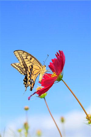 Cosmos and swallowtail butterfly Foto de stock - Sin royalties Premium, Código: 622-06842583