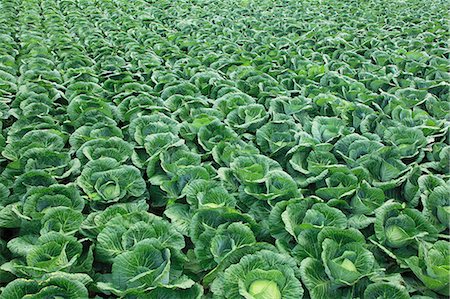 Cabbage field Stock Photo - Premium Royalty-Free, Code: 622-06842640