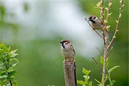 simsearch:622-06809313,k - Sparrows on tree Stock Photo - Premium Royalty-Free, Code: 622-06900035