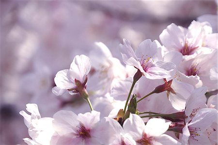 sakura - Cherry blossoms Photographie de stock - Premium Libres de Droits, Code: 622-06900044