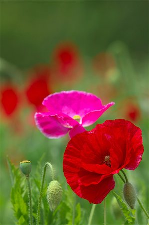 simsearch:622-06487475,k - Poppy flowers Stock Photo - Premium Royalty-Free, Code: 622-06900188