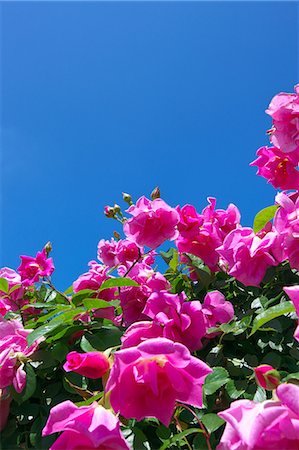 simsearch:622-07519745,k - Pink roses and blue sky Foto de stock - Sin royalties Premium, Código: 622-06900190