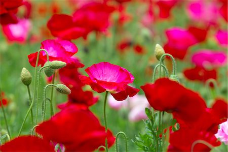 simsearch:622-06487475,k - Poppy flowers Stock Photo - Premium Royalty-Free, Code: 622-06900202