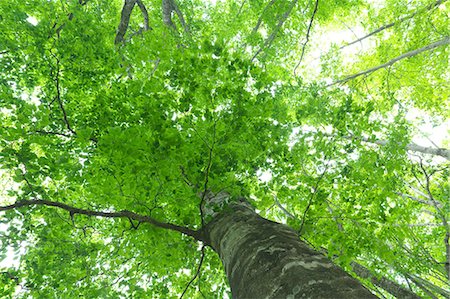 Beech forest, Hokkaido Stock Photo - Premium Royalty-Free, Code: 622-06900236