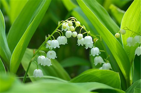 spike - Lily of the valley flowers Stock Photo - Premium Royalty-Free, Code: 622-06900240