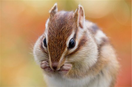 Chipmunk Stock Photo - Premium Royalty-Free, Code: 622-06900289