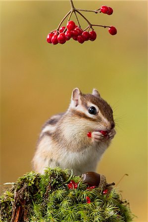 simsearch:622-06809313,k - Chipmunk eating red berries Stock Photo - Premium Royalty-Free, Code: 622-06900292