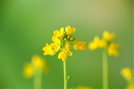 Field mustard Foto de stock - Sin royalties Premium, Código: 622-06900308