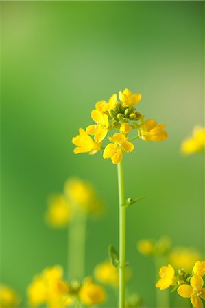 Field mustard Stock Photo - Premium Royalty-Free, Code: 622-06900309