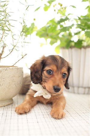 dachshund - Miniature Dachshund Stock Photo - Premium Royalty-Free, Code: 622-06900320