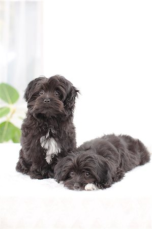 peace silhouette in black - Chihuahua Poodle mix pets Stock Photo - Premium Royalty-Free, Code: 622-06900338