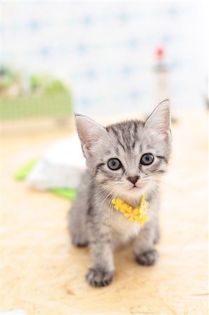 simsearch:622-06842280,k - Mixed breed cat Stock Photo - Premium Royalty-Free, Code: 622-06900395