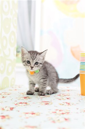 simsearch:622-06842280,k - Mixed breed cat Stock Photo - Premium Royalty-Free, Code: 622-06900390