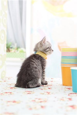 simsearch:622-06842280,k - Mixed breed cat Stock Photo - Premium Royalty-Free, Code: 622-06900391