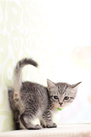 simsearch:622-06842280,k - Mixed breed cat Stock Photo - Premium Royalty-Free, Code: 622-06900392