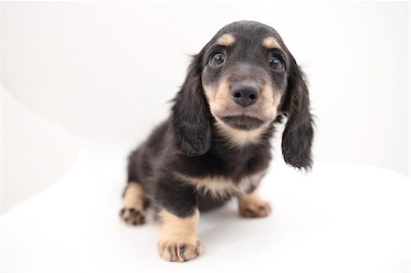 dachshund - Miniature Dachshund Stock Photo - Premium Royalty-Free, Code: 622-06900404