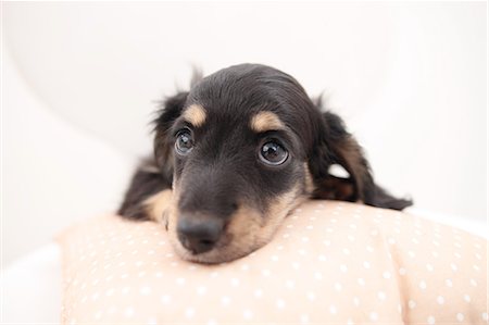 dachshund - Miniature Dachshund Stock Photo - Premium Royalty-Free, Code: 622-06900405