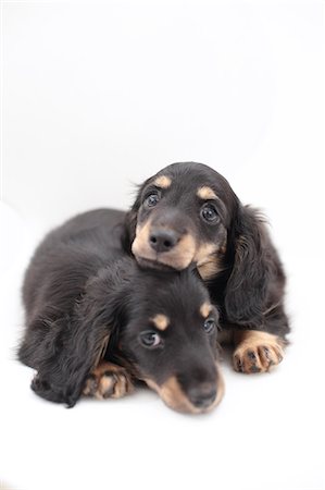 peace silhouette in black - Miniature Dachshund pets Stock Photo - Premium Royalty-Free, Code: 622-06900409