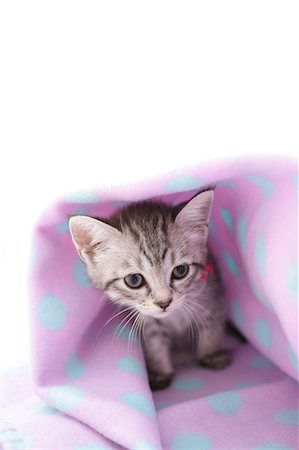 simsearch:622-06900373,k - Mixed breed cat Stock Photo - Premium Royalty-Free, Code: 622-06900401