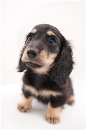 dachshund - Miniature Dachshund Stock Photo - Premium Royalty-Free, Code: 622-06900403