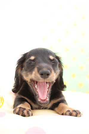 dachshund - Miniature Dachshund Stock Photo - Premium Royalty-Free, Code: 622-06900419