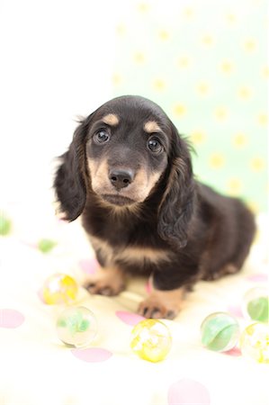 Miniature Dachshund Stock Photo - Premium Royalty-Free, Code: 622-06900412