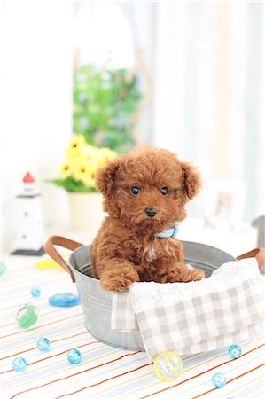 Toy Poodle Stock Photo - Premium Royalty-Free, Code: 622-06900435
