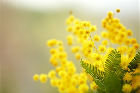 Mimosa Stock Photo - Premium Royalty-Free, Code: 622-06900465