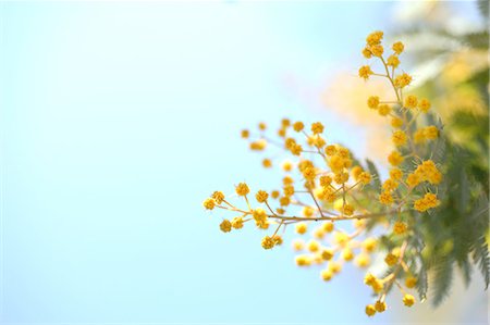 Mimosa Stock Photo - Premium Royalty-Free, Code: 622-06900478