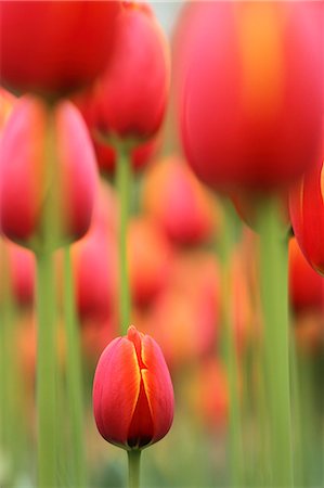 red flowers in the garden - Tulips Stock Photo - Premium Royalty-Free, Code: 622-06900505