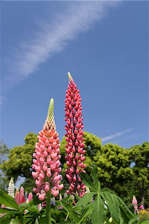 Lupine flowers Stock Photo - Premium Royalty-Free, Code: 622-06900531