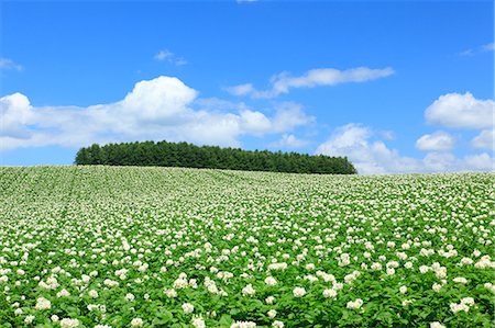 potato field - Potato field and blue sky with clouds, Hokkaido Stock Photo - Premium Royalty-Free, Code: 622-06900546