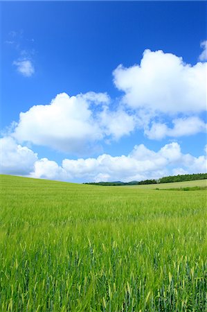 simsearch:622-06842402,k - Wheat field and sky with clouds, Hokkaido Foto de stock - Sin royalties Premium, Código: 622-06900540