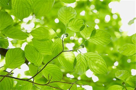 Green leaves Stock Photo - Premium Royalty-Free, Code: 622-06900566